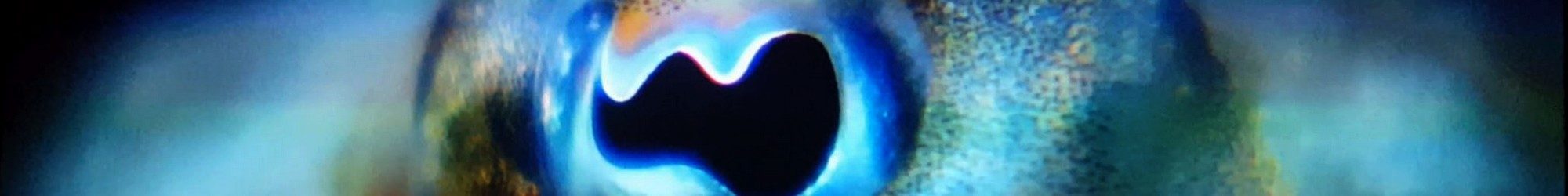 Oeil de poulpe en gros plan